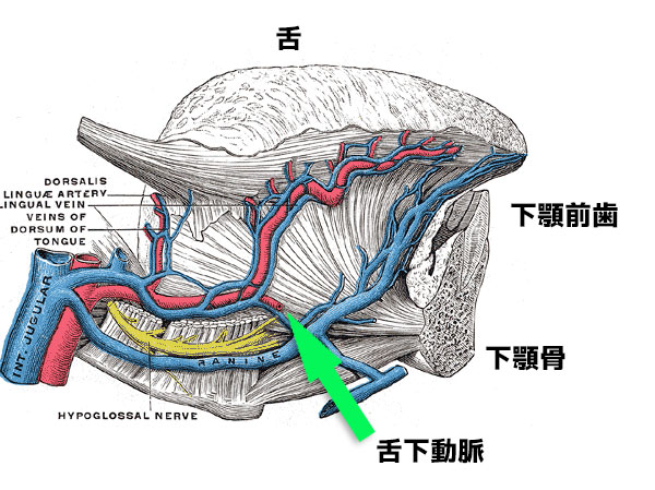 舌下動脈　下顎骨