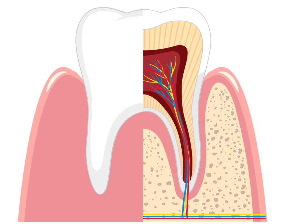 歯槽骨と毛細血管